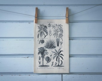 1907 Vintage Fiber Crops Lithograph Illustration