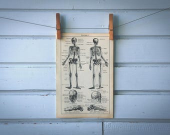 human anatomy
