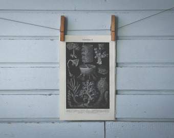 1907 Vintage Sponges Lithograph Illustration