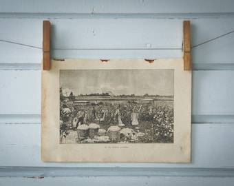 1916 Vintage Cotton Harvest Lithograph Illustration