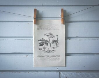 1871 Vintage Field Maple Lithograph Illustration