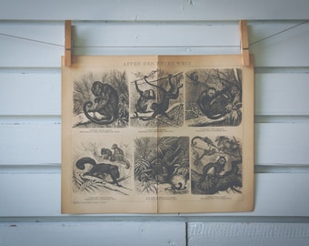 1893 Vintage New World Monkeys Lithograph Illustration