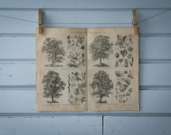 1887 Vintage Deciduous Trees Lithograph Illustration