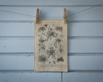 1887 Vintage Hanging Decorative Plants Lithograph Illustration
