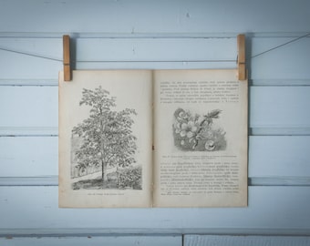 1903 Vintage Wild Cherry Illustration
