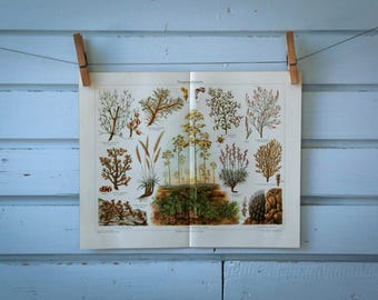 1907 Vintage Steppe Flora Chromolithograph Illustration