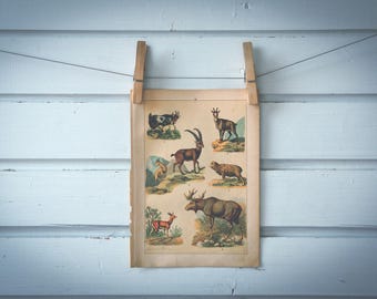 1897 Vintage Ruminants Chromolithograph Illustration