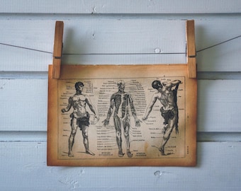 1913 Vintage Human Anatomy Illustration