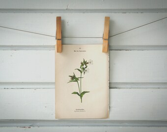 1894 Vintage White Campion Chromolithograph Illustration