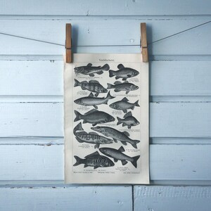 1907 Vintage Freshwater Fish Lithograph Illustration