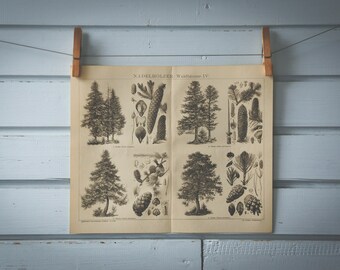 1887 Vintage Conifers Lithograph Illustration