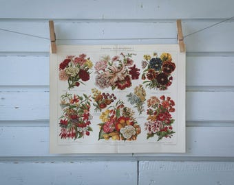 1907 Vintage Flowers Chromolithograph Illustration