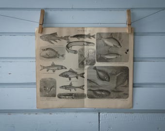 1887 Vintage Fish Lithograph Illustration