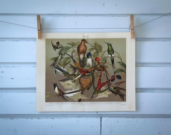 1907 Vintage Hummingbirds Chromolithograph Illustration