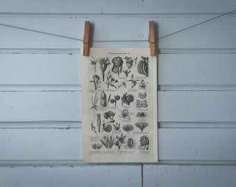 1907 Vintage Flowers Lithograph Illustration
