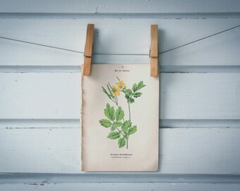 1894 Vintage Greater Celandine Chromolithograph Illustration