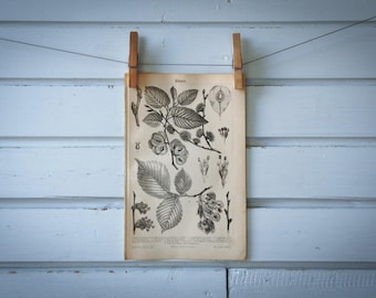 1890 Vintage Elm Lithograph Illustration