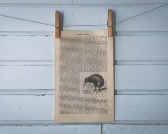 1907 Vintage Kiwi Illustration
