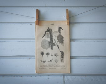 1890 Vintage Aspen Lithograph Illustration