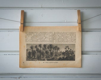 1894 Vintage Palmeral of Elche Lithograph Illustration