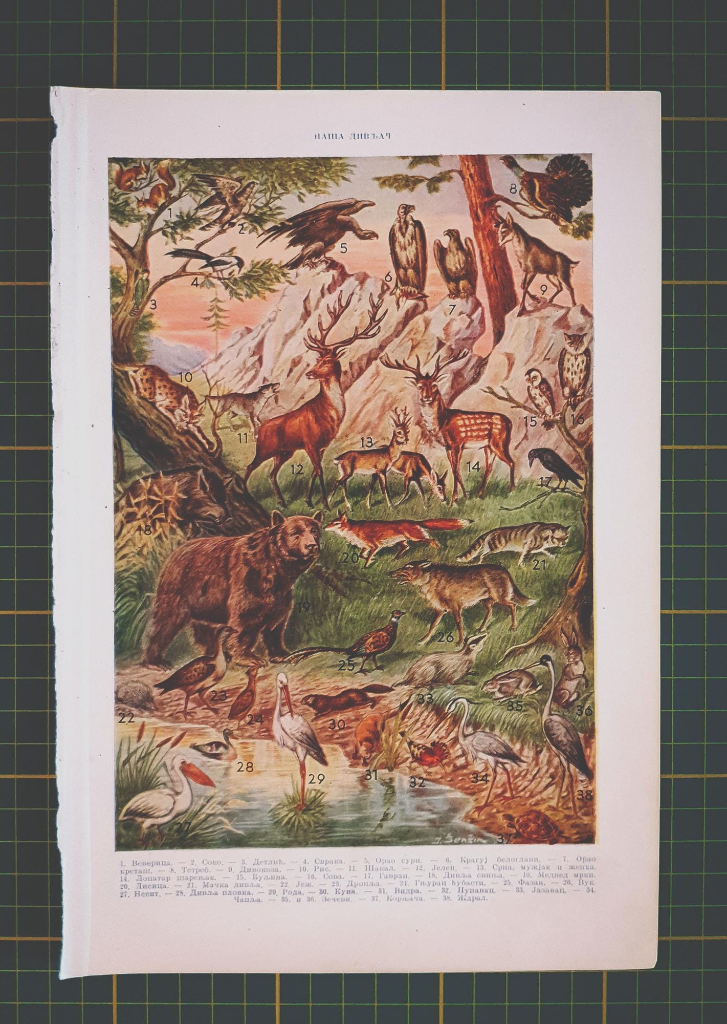 gallery photo