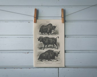 1907 Vintage Bovines Lithograph Illustration