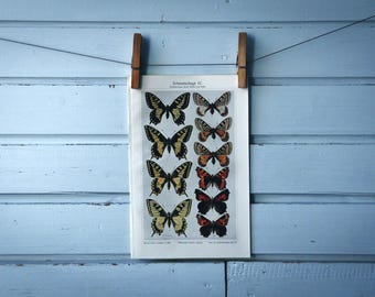 1907 Vintage Butterflies Chromolithograph Illustration