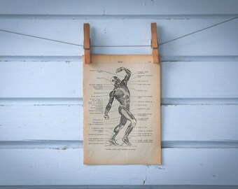1956 Vintage Muscular System Illustration