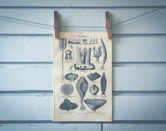 1907 Vintage Sponges Lithograph Illustration