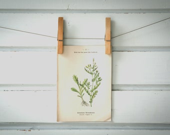 1894 Vintage Groundsel Chromolithograph Illustration