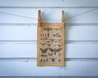 1921 Vintage Insects Illustration