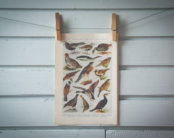 1935 Vintage Birds Illustration