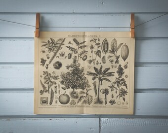 1887 Vintage Domesticated Plants Lithograph Illustration