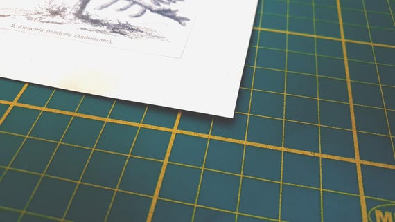 1907年ヴィンテージ作物リトグラフイラスト - Etsy 日本