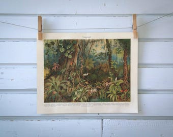 1907 Vintage Tropical Flora Chromolithograph Illustration