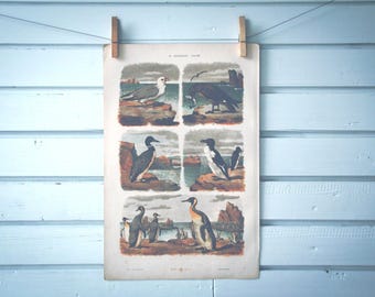 1885 Vintage Seabirds Chromolithograph Illustration