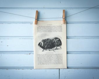 1897 Vintage Muskox Lithograph Illustration