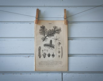 1890 Vintage European Spruce Lithograph Illustration