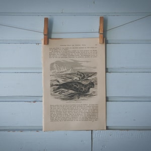 1897 Vintage Seal Hunting Lithograph Illustration