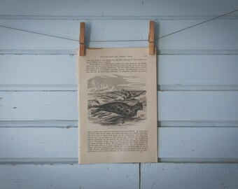 1897 Vintage Seal Hunting Lithograph Illustration