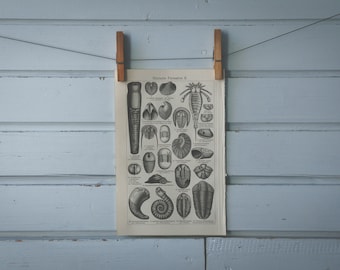 1907 Vintage Fossils Lithograph Illustration