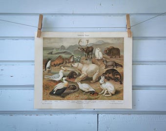 1907 Vintage Fauna of the Arctic Chromolithograph Illustration