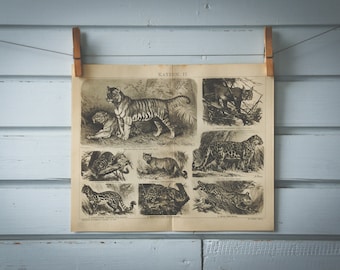 1887 Vintage Cats Lithograph Illustration