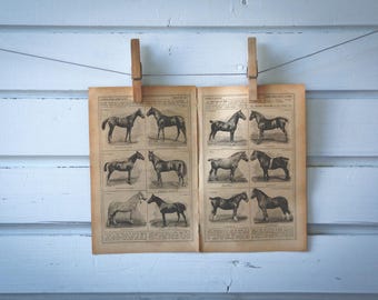 1921 Vintage Horses Illustration