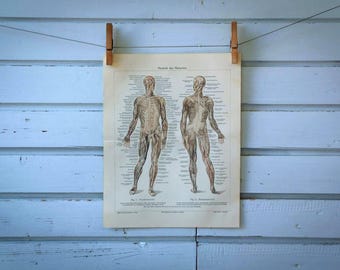 1907 Vintage Muscular System Chromolithograph Illustration