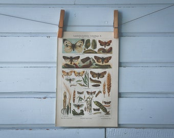 1907 Vintage Garden Pests Chromolithograph Illustration