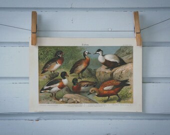 1907 Vintage Anatidae Chromolithograph Illustration