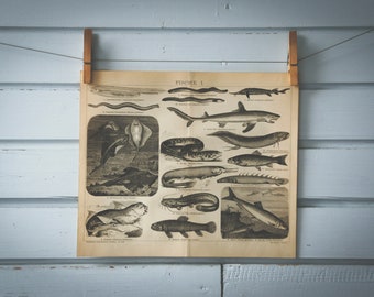 1887 Vintage Fish Lithograph Illustration