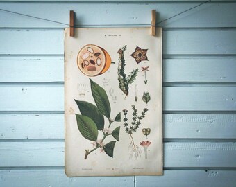 1885 Vintage Tropical Plants Chromolithograph Illustration