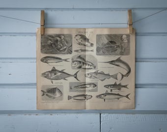 1887 Vintage Fish Lithograph Illustration